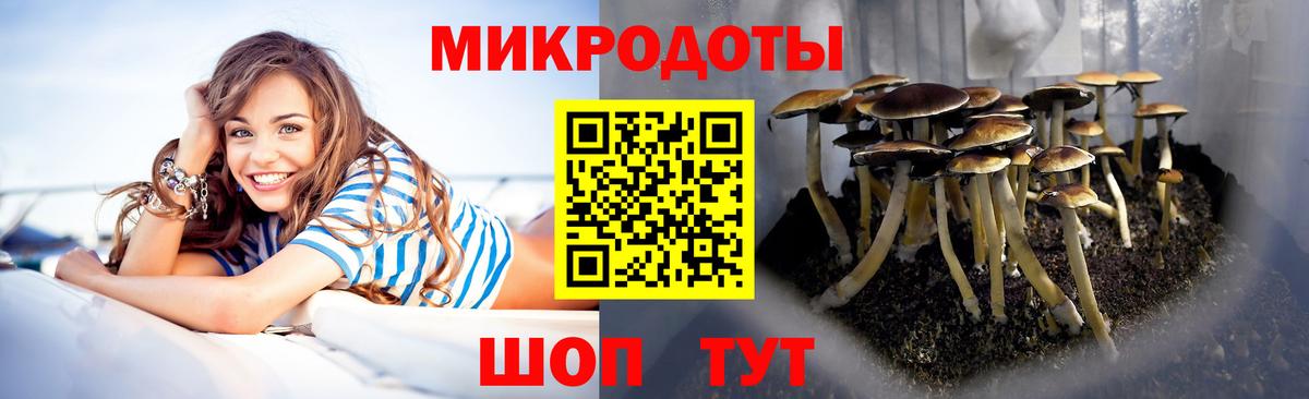 Псилоцибиновые грибы MAGIC MUSHROOMS  Вход с VPN  Горно-Алтайск 